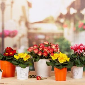 Композиція №14 "Троянди та примула"