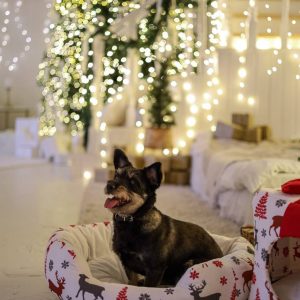 Лежак від Джека Кула Новорічна